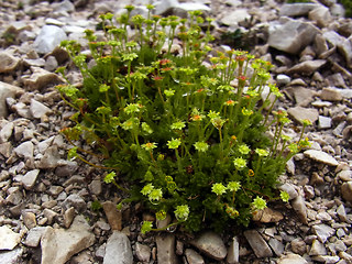 Saxifraga sedoides