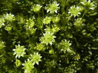 Saxifraga sedoides