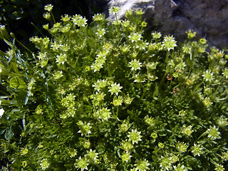 Saxifraga sedoides