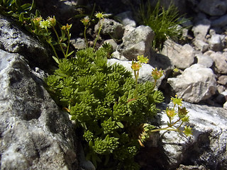 Saxifraga sedoides