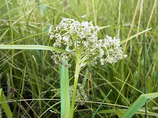 Scirpus sylvaticus