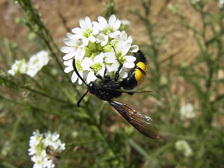 Scolia hirta