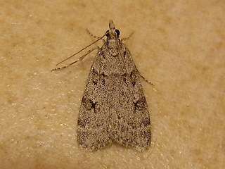 Scoparia subfusca