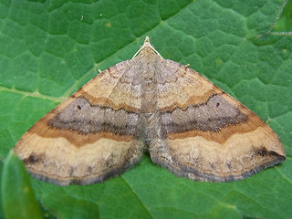 Scotopteryx chenopodiata