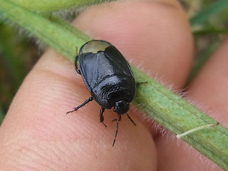 Sehirus luctuosus