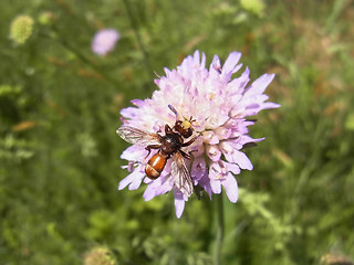 Sicus ferrugineus