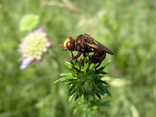 Sicus ferrugineus