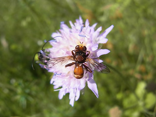 Sicus ferrugineus