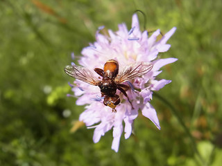 Sicus ferrugineus