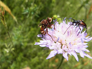 Sicus ferrugineus