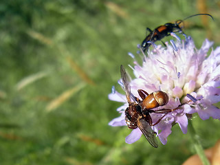 Sicus ferrugineus