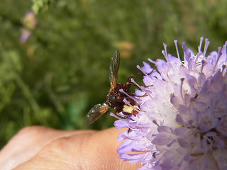 Sicus ferrugineus