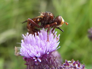 Sicus ferrugineus