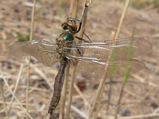 Somatochlora metallica