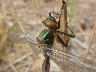 Somatochlora metallica