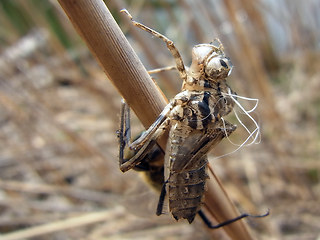 Somatochlora metallica