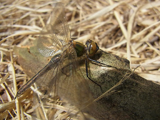 Somatochlora metallica