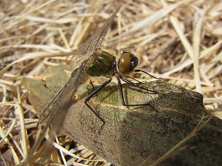 Somatochlora metallica