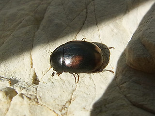 Sphaeridium scarabaeoides