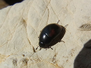 Sphaeridium sp.