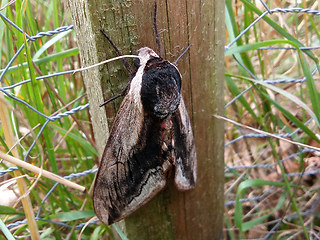 Sphinx ligustri