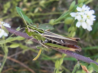 Stenobothrus nigromaculatus