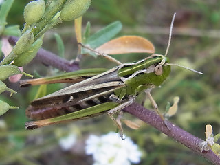 Stenobothrus nigromaculatus