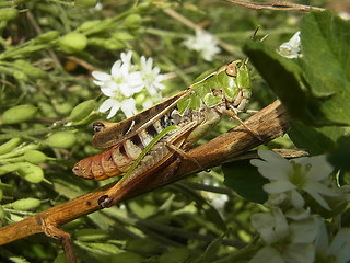 Stenobothrus nigromaculatus