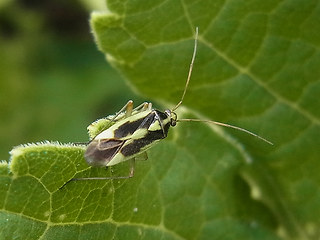 Stenotus binotatus