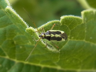 Stenotus binotatus