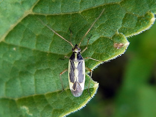 Stenotus binotatus