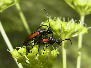 Stenurella melanura