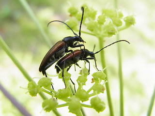 Stenurella melanura