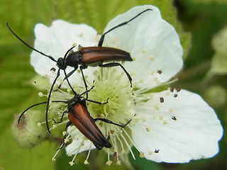 Stenurella melanura