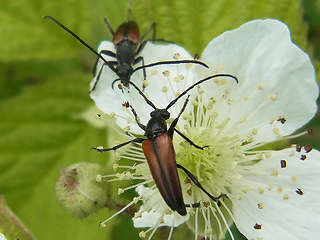 Stenurella melanura