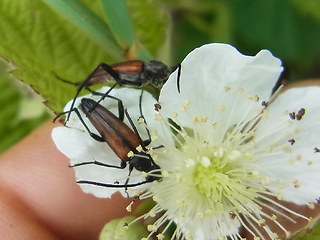 Stenurella melanura