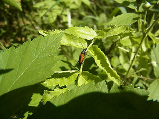 Stenurella melanura