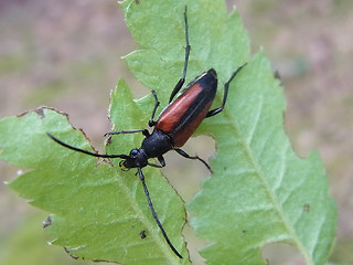 Stenurella melanura