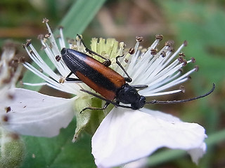 Stenurella melanura