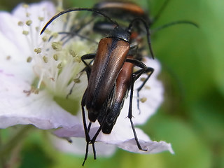 Stenurella melanura