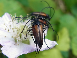 Stenurella melanura