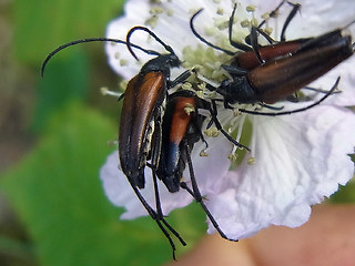 Stenurella melanura