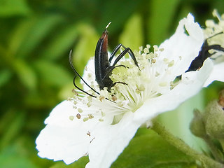 Stenurella nigra