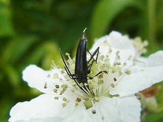 Stenurella nigra