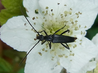 Stenurella nigra