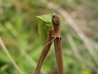 Stictocephala bisonia