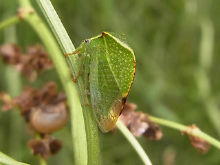 Stictocephala bisonia