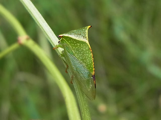 Stictocephala bisonia