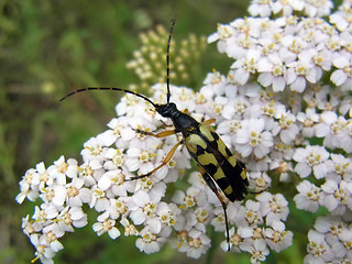 Strangalia maculata