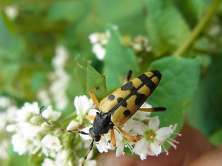 Strangalia maculata